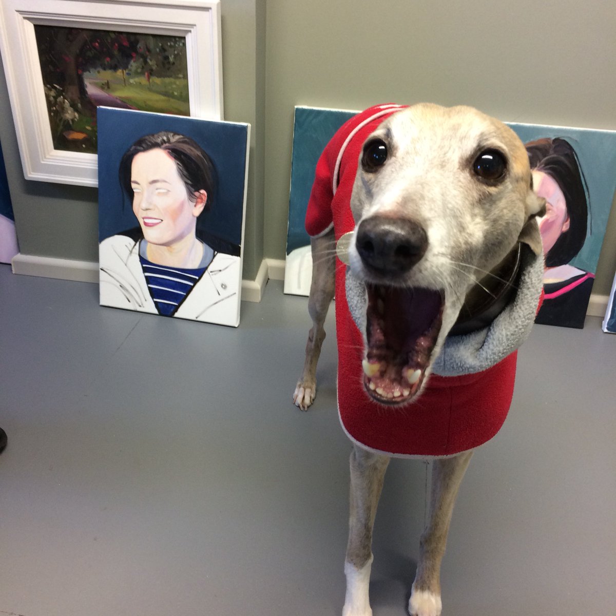 antonybridge's tweet photo. I had a VIP in the studio today Ezio @WhippetTweets .He couldn’t believe his eyes when he saw his owners half finished portrait! #whippet #whippets #dogs #portraits #amazeddog https://t.co/HJYgALpST9