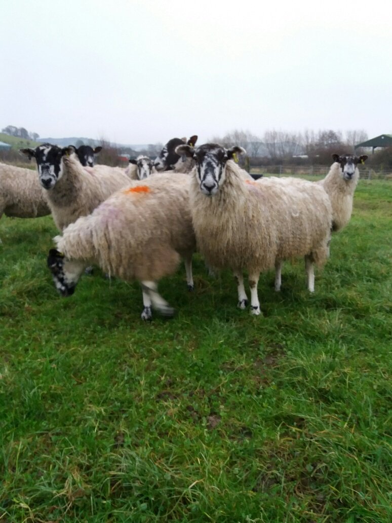 SpringBarnFarm's tweet image. Our lovely lady ewes are expecting in time for Wildlife Week! Just one week to go!! 😁🐑 #lambing #wildlifeweek #februaryhalfterm #halfterm