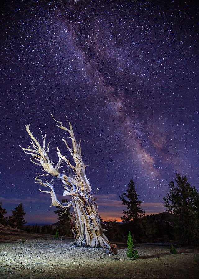 allnaturee's tweet photo. White Montains, CA https://t.co/9z9Xy4DKLw