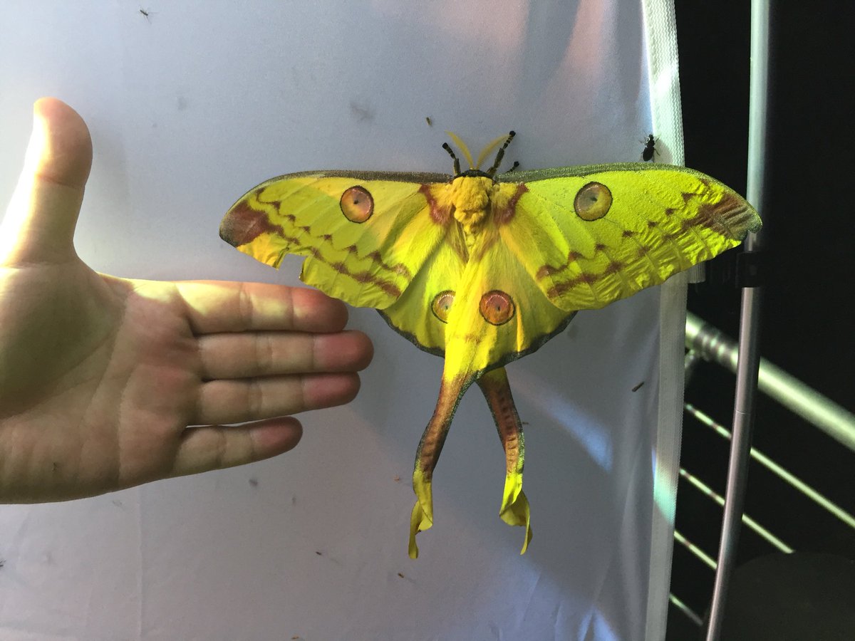 マダガスカルオナガヤママユきたー！！でかい！！！