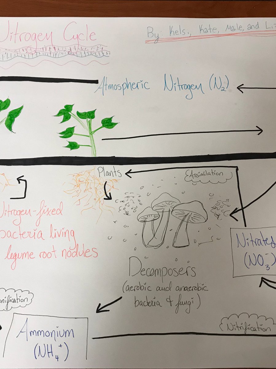 tc_810's tweet photo. Nitrogen and water cycle work in context of Silent aspiring #greatworldtexts @kmperform #wedoscience @SusanRach https://t.co/lS1u06V9ET