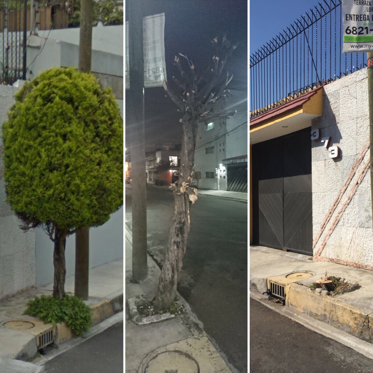VecinosRI's tweet photo. Efectivamente se echaron al arbol, lo disfrazaron como “poda” y así quedó: https://t.co/nIMWz0jXxh