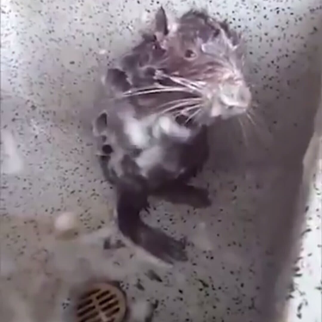 Alonsotamez's tweet photo. #PizzaRat > #ShowerRat https://t.co/HJZgO5bz53