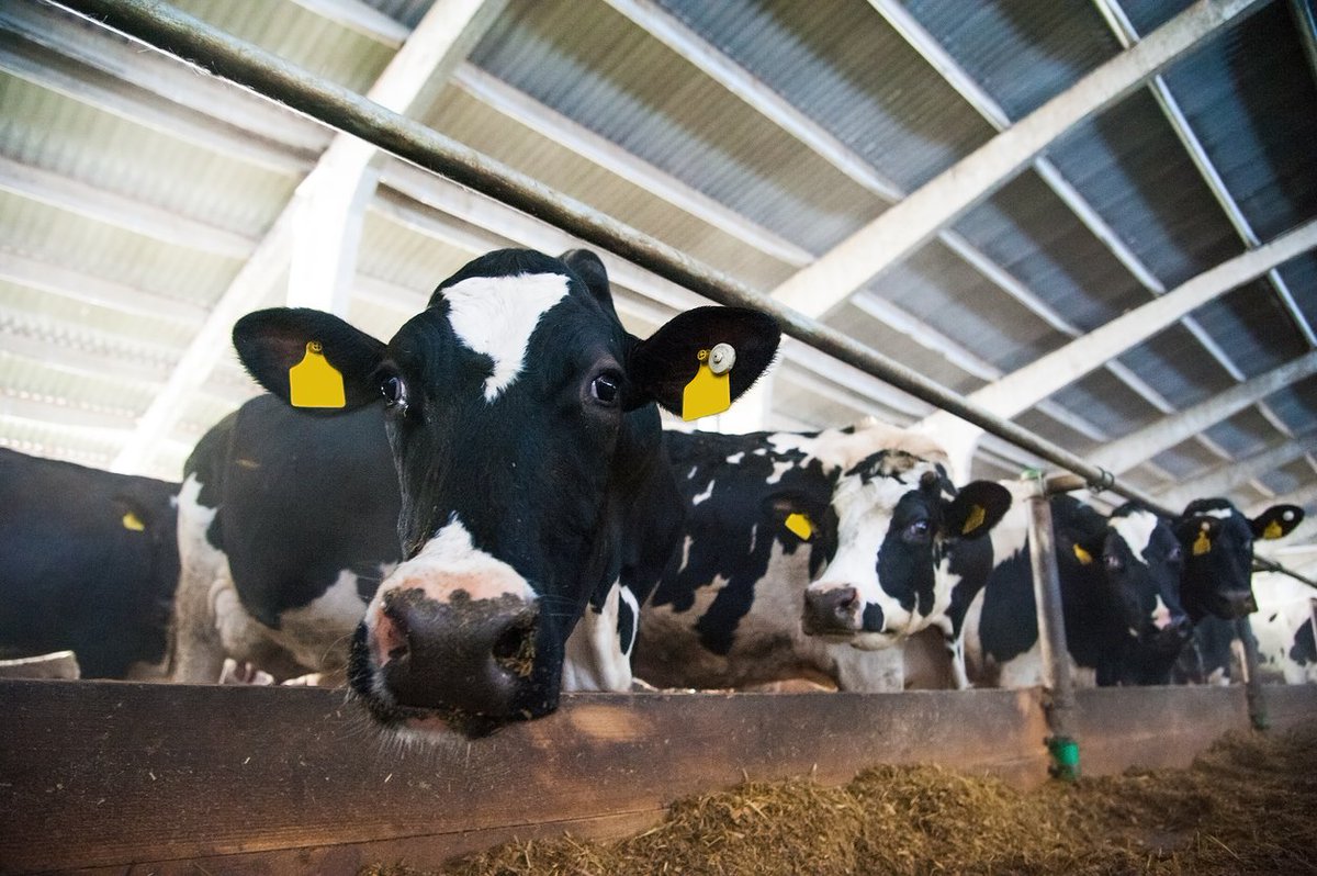 sermofarm's tweet photo. Via @dairyproducerca #Dairy and feed industry can benefit from new FeedCheck Soy on-site test for soybean meal quality https://t.co/fUsbsNalXs @canadianbio #IPPE #IPPE2018 https://t.co/zkl3gli9iB