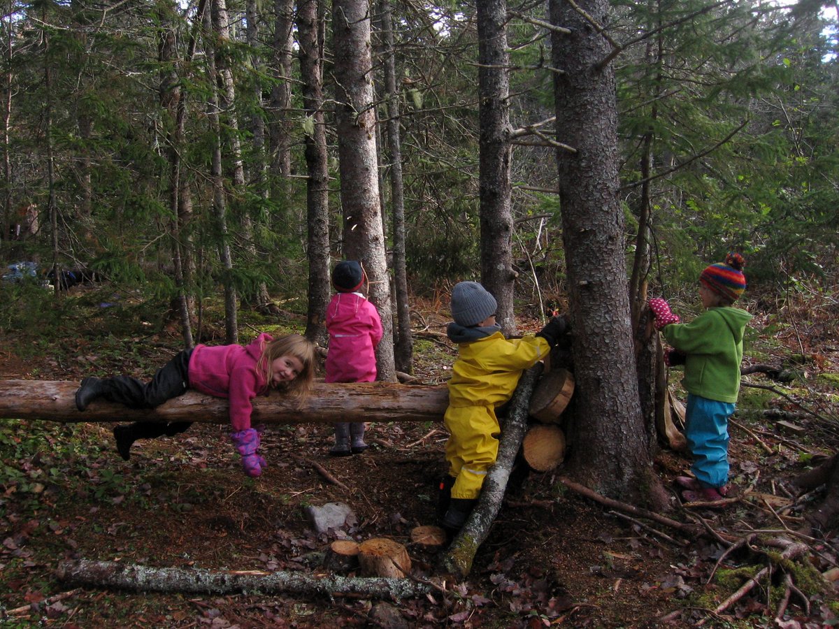 NancyLTracey's tweet photo. Our local @forestkindergarten great @ecd experience with nature Read my blog about what I learned there: https://t.co/B47ODJltoT https://t.co/HKuKlFdRM7