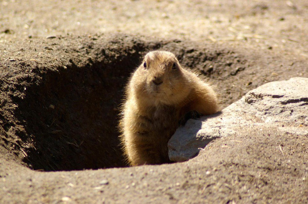 HAPPY GROUNDHOG DAY! What do you think it’s going to be: shadow or no shadow, long winter or early spring?