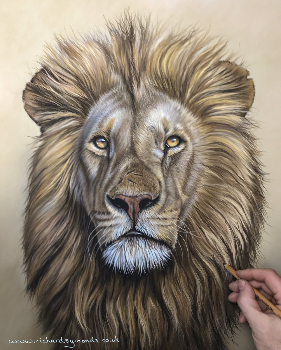 richwildart's tweet photo. Oh well I’m not going to get this finished for the weekend but it’s not too far off! Some more highlights and a few details to do and he’s complete. #lion #bigcat #cat #art #africa #pastel #pencil https://t.co/j12eLxiZYW