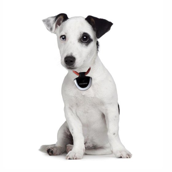 Our sister website <a href="/eDogStore/">eDogStore</a> has an amazing selection of dog technology products at huge discounts! Come and take a look edogstore.co.uk/browse/dog-tec… #dog #dogs