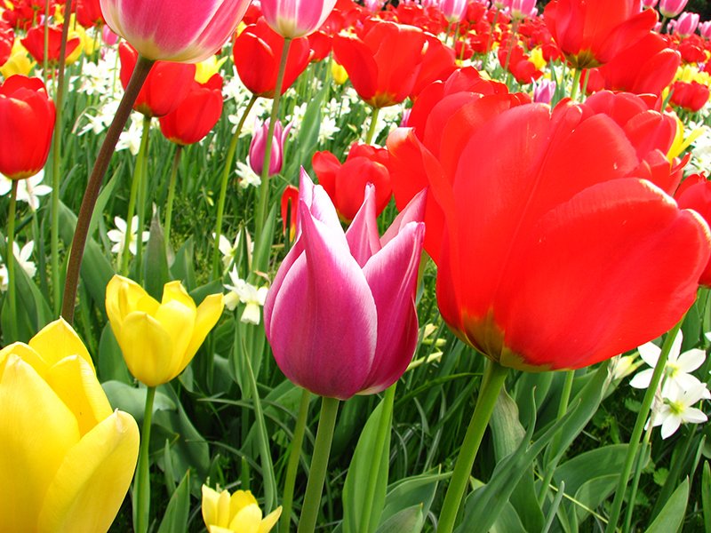 VWartstudio's tweet photo. Beautiful tulips in Wroclaw...coming soon :) ...@VWartstudio .. #tulips #spring_flowers #flower #Wroclaw https://t.co/uTYsOb7VQE