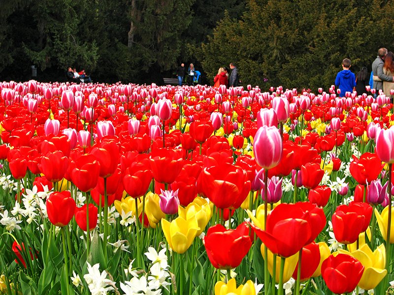 VWartstudio's tweet photo. Beautiful tulips in Wroclaw...coming soon :) ...@VWartstudio .. #tulips #spring_flowers #flower #Wroclaw https://t.co/uTYsOb7VQE