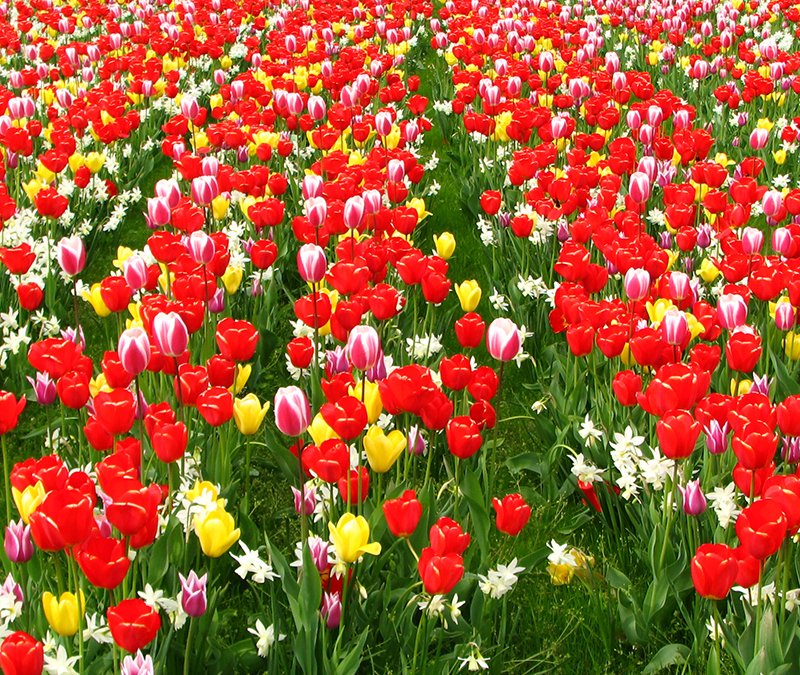 VWartstudio's tweet photo. Beautiful tulips in Wroclaw...coming soon :) ...@VWartstudio .. #tulips #spring_flowers #flower #Wroclaw https://t.co/uTYsOb7VQE
