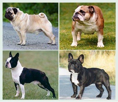 IPFDogs's tweet photo. View resources on ongoing efforts to address health and welfare in #brachycephalic breeds by IPFD Partners and other stakeholders in the Hot Topics section on https://t.co/zaockfZAF2: https://t.co/2rD714OjcY https://t.co/xjcSpL0wGp