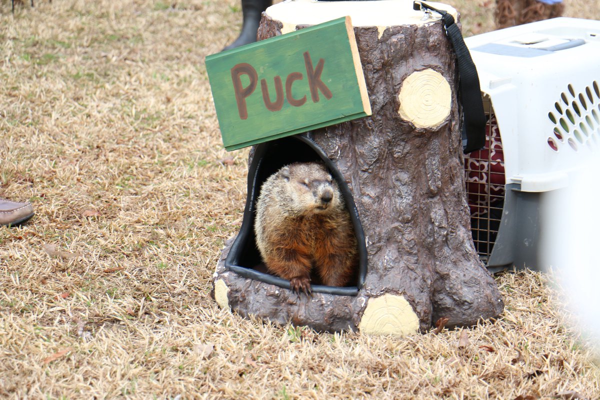 COJacksonville's tweet photo. Possumwood Puck tells Mayor Sammy Phillips to expect an early spring this year. Watch the video at https://t.co/nOzoMAzrRm 
@PossumwoodAcres https://t.co/gQBl4RSf8g