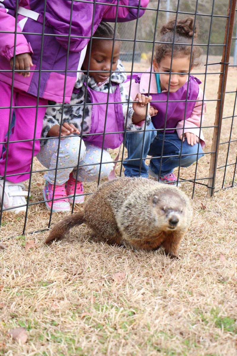 COJacksonville's tweet photo. Possumwood Puck tells Mayor Sammy Phillips to expect an early spring this year. Watch the video at https://t.co/nOzoMAzrRm 
@PossumwoodAcres https://t.co/gQBl4RSf8g