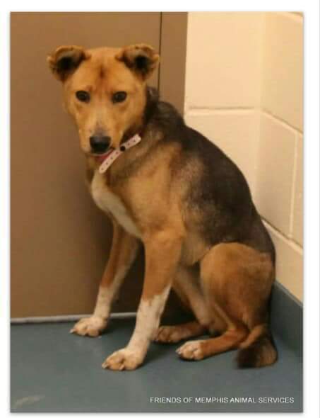 ColleenOwens4's tweet photo. #TN #Memphis #A301530
🆘 STILL THERE 😢 This beautiful 2yo girl 🐶 HW+ came in as a stray 🐾 she is a bit shy ❤ she needs a  #forever loving family fast 💔 such a sweet girl ☺ 🙏 🆘 https://t.co/op72TLvoaE https://t.co/uPQ4oKPUve