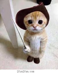 hotep24's tweet photo. puss in boots https://t.co/29kTM2ihnJ