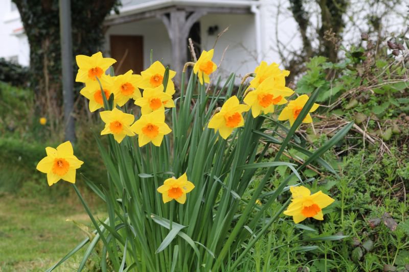 ChaosFarmUK's tweet photo. "The flowers of late winter and early spring occupy places in our hearts well out of proportion to their size." — Gertrude Wister
#KeepItChaos #DancingDaffodils https://t.co/kEMnfgT0VE