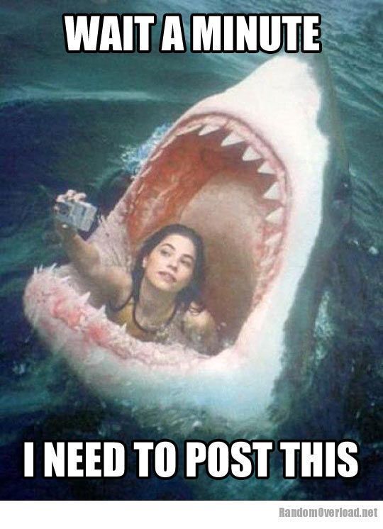 hotep24's tweet photo. shark time while taking a selfie https://t.co/J0wVr7m3JG