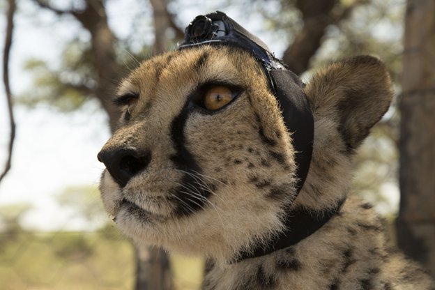 AboutTheBBC's tweet photo. Find out why Series Producer #DanRees found @BBCOne #AnimalswithCameras to be "one of the most exciting projects I have worked on in over 20 years of making factual television" - https://t.co/HghJe6w1Tf https://t.co/5SPZihxVj6