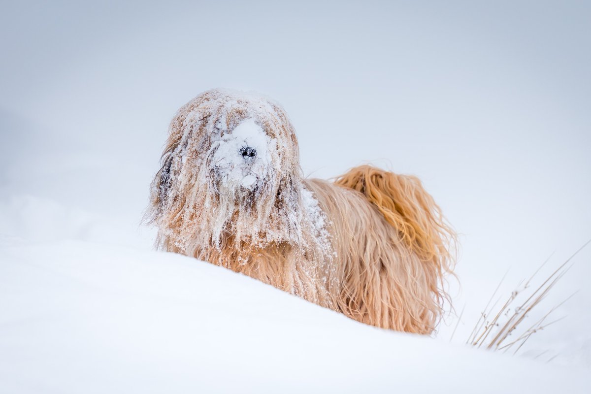DuxbackUK's tweet photo. Night time frosts and snow to continue! Keep up to date with our friends at the @metoffice - and stay safe on the roads.

Latest 10 day forecast here - https://t.co/5BJTMedHcT

https://t.co/AXxfVIRLCx https://t.co/fJw4Yats6F