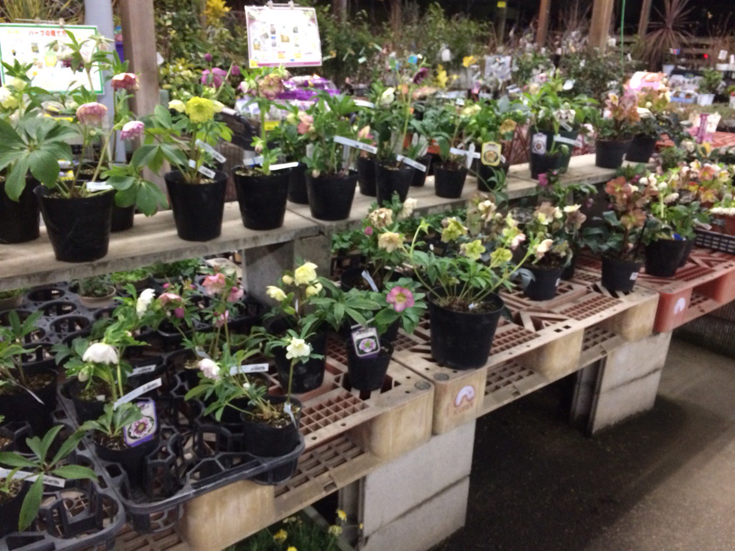 ｃｉｅｌ ａｌｅｎｃｏｎ シエル 仕事後に大治のアズガーデンに行ってきた 職場とは真逆だからついでとは言い難いけど閉店に間に合った クリスマスローズやルピナスが綺麗だった クモマ草は好きで毎年必ず買ってるかも 後はこの時期恒例のプリムラ