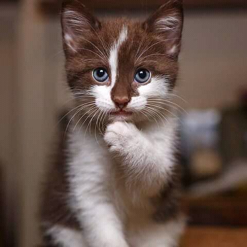 CookMarina's tweet photo. #Cat #Кот https://t.co/QbjqdLSBYf