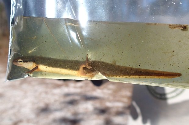 StripedNewts's tweet photo. Striped newt project kicks off with a bang for 2018! We just captured the first returning adult of 2018.  He is fully aquatic and ready to breed!  VIE mark was inconclusive, but we believe he was first released anywhere from 1 to 3 years ago as a larva. https://t.co/Ft1FE7ANhY