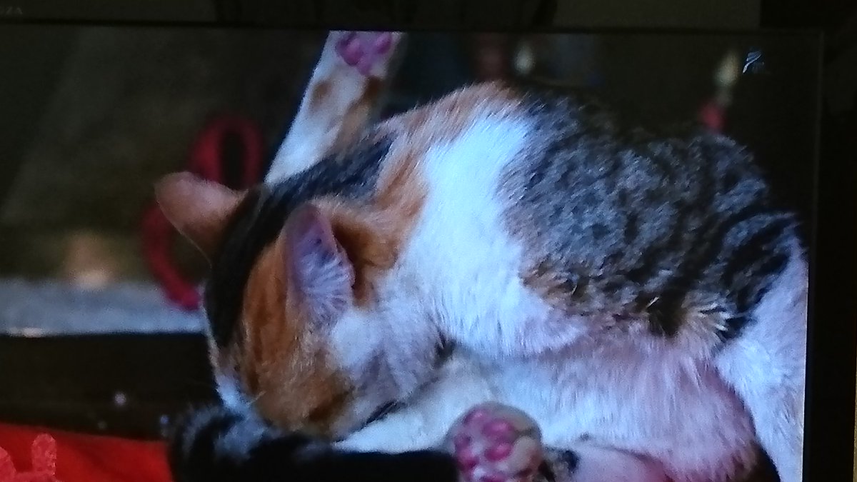 岩合光昭の世界ネコ歩き ブータン お坊さんと仲良し 美猫さんやお供猫さんがいっぱい 世界ネコ歩き 3ページ目 Togetter