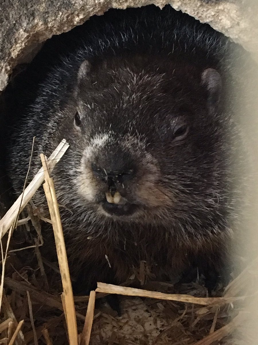 mikmaweydebert's tweet photo. Mi'kmawey Debert is hanging out with Sam today! #selfiesam #GroundhogDay2018 #ShubenacadieSam @ShubenacadieSam https://t.co/sVv6UXf9iG