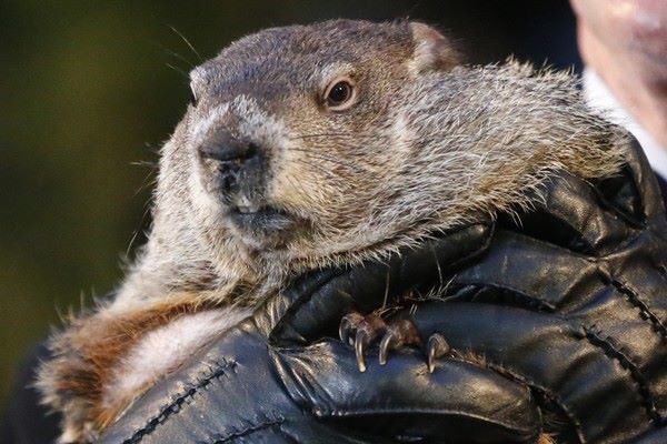 KOAKampgrounds's tweet photo. #PunxsutawneyPhil and his shadow say six more weeks of winter are on the way. What do you think of his #GroundhogsDay prediction? https://t.co/Elh49SI3uM