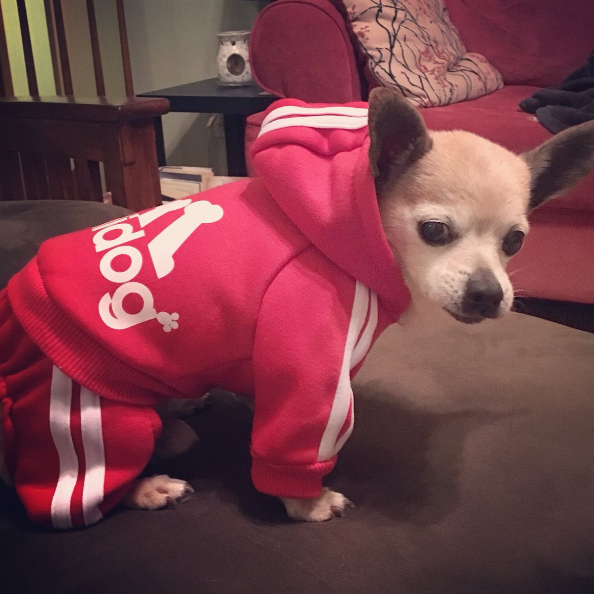 therealcmeyer's tweet image. Dash is wearing red to show his support for #GoRedForWomen! Know your family history and talk to your Dr. About the important numbers you need to know. #WearRedDay #SoDakGoRed