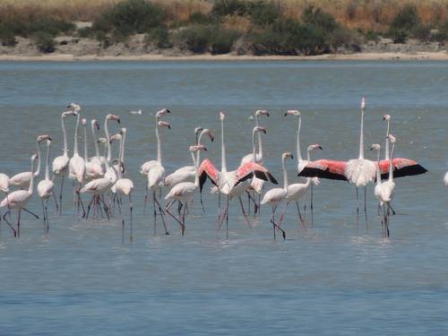 G_Schwaderer's tweet image. Breaking news on #WorldWetlandsDay : #Albania plans to build an airport in outstanding wetland ecosystem and protected area Vjosa-Narta. @EuroNaturORG sent an open letter to Prime Minister @ediramaal today. @RamsarConv @ppnea euronatur.org/en/news/detail…