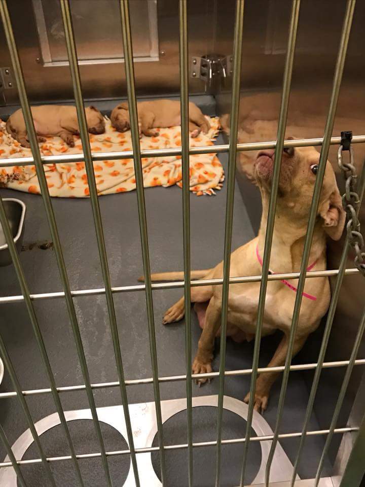 ColleenOwens4's tweet photo. #TN #Memphis
🆘 SPECIAL PLEA 💔 #A301736 🐶 2yo female HW- brought in with 2 puppies 🐾 she has a CHRONIC FRACTURE in rear leg-needs vet immediately-in much pain 😥 save this family 😭 SHELTER IS FULL 🙏 #adopt #pledge #foster #rescue save a life 🐾 🆘 https://t.co/6fyb1eBrBW https://t.co/EKVXfsLuK9