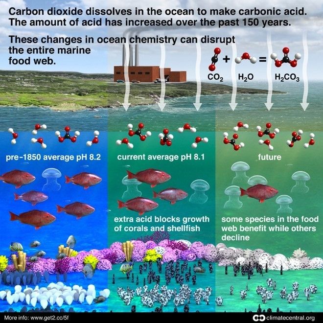wef's tweet photo. Every living sea creature will be affected by rising CO2 https://t.co/6WO4ktjIR0 #environment #climate https://t.co/YLwibbWLyd