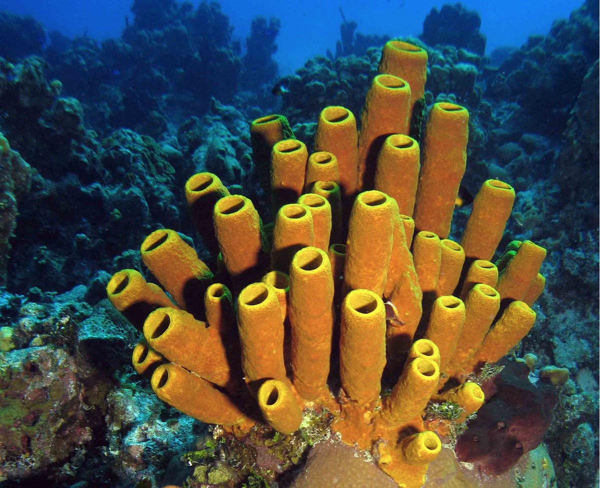 Pawlik Lab tweet media