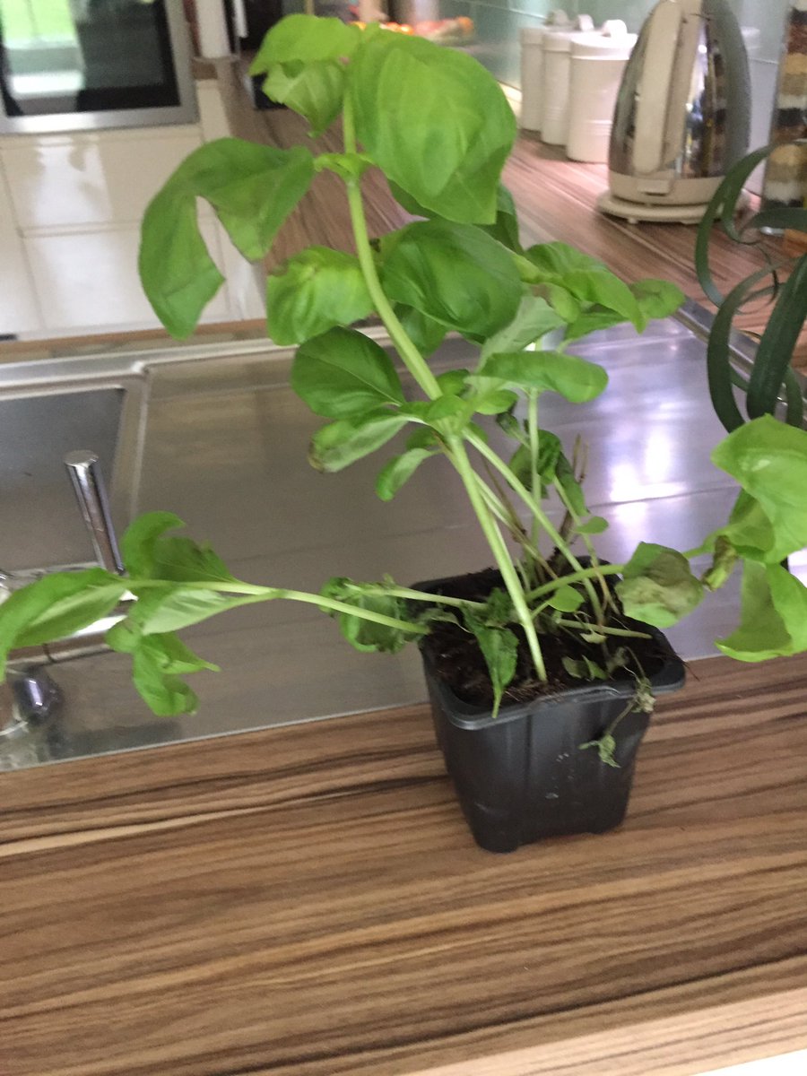 JadeSpeed's tweet photo. @AldiUK so dissapointed with my basil trees! Second one I have bought from Aldi and have both been dead within 2 days! Looked great when I bought them! Can't use them for cooking.... in the bin they go! https://t.co/Ck0fEWv1sK