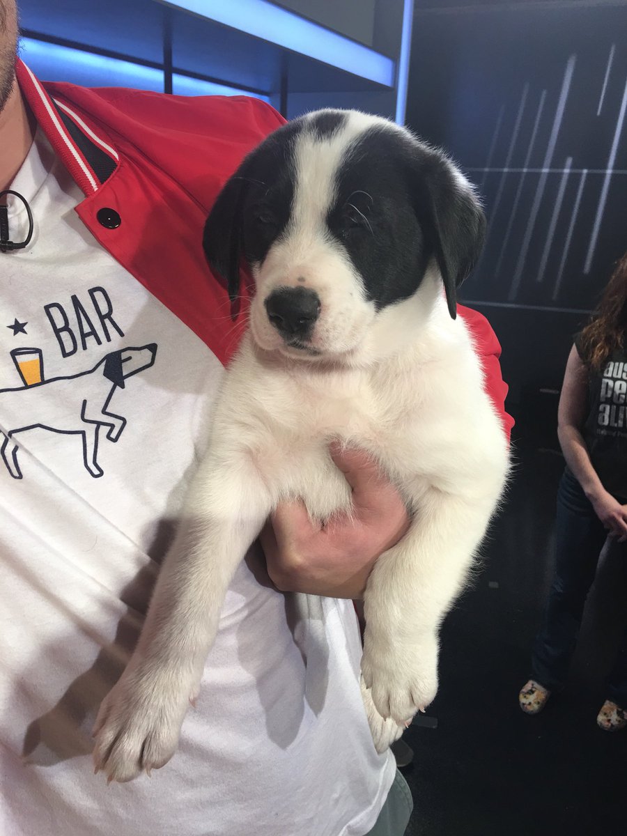 So cute! Montgomery will be part of this year’s #PuppyBowl <a href="/YardBar/">YARD BAR</a> on Saturday 12-6