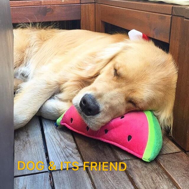 #dog #funnydogs #dogsmemes #indiegames #mobile #cutepets #cuteanimal #funnypets #hilariousanimals #dogevolution #pigevolution #coolgames #mobilegame #puppylife