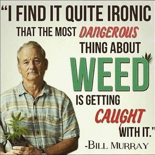 DublinHempCo's tweet photo. "I find it quite ironic that the most dangerous thing about #weed is getting caught with it"
- Bill Murray 🍃💨 https://t.co/HjcRalSDnZ