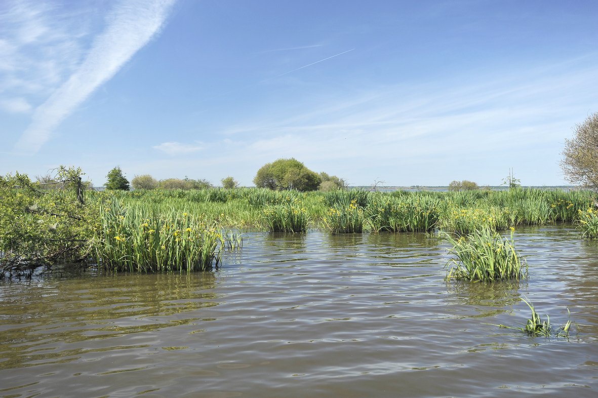 LoireBretagne's tweet photo. ▶️ Contrat territorial de #GrandLieu (2016-2020) #JMZH2018
✅ Sur le bassin versant de l’#Ognon, le marais de l’Ile > Restauration du #marais typique du lac de Grand Lieu
✅ 2018 : 1ère tranche d’acquisition de 9,5 ha avec @LoireBretagne > https://t.co/ubYRggc68y https://t.co/jmkbVxerUp