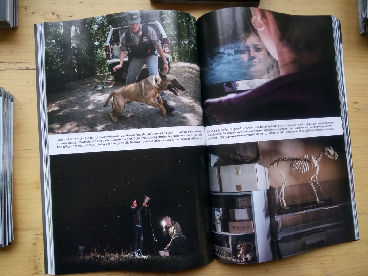 lifemedwolf's tweet photo. Su National Geographic si parla del progetto life Medwolf e DifesAttiva. Grazie ai fotografi maremmani @FrancescoViaggi e Matteo Franchi https://t.co/uOH0bYkWoD