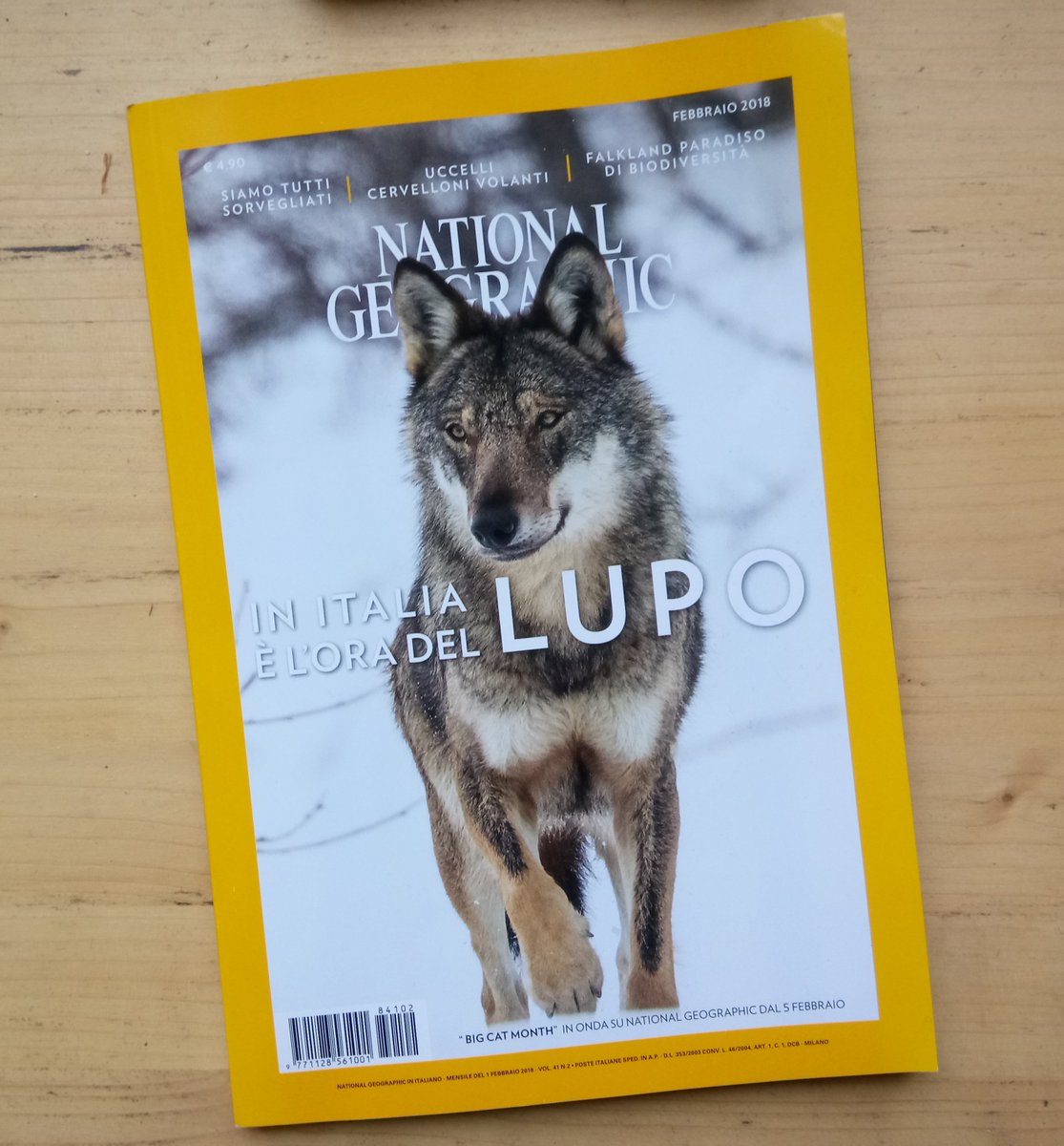 lifemedwolf's tweet photo. Su National Geographic si parla del progetto life Medwolf e DifesAttiva. Grazie ai fotografi maremmani @FrancescoViaggi e Matteo Franchi https://t.co/uOH0bYkWoD