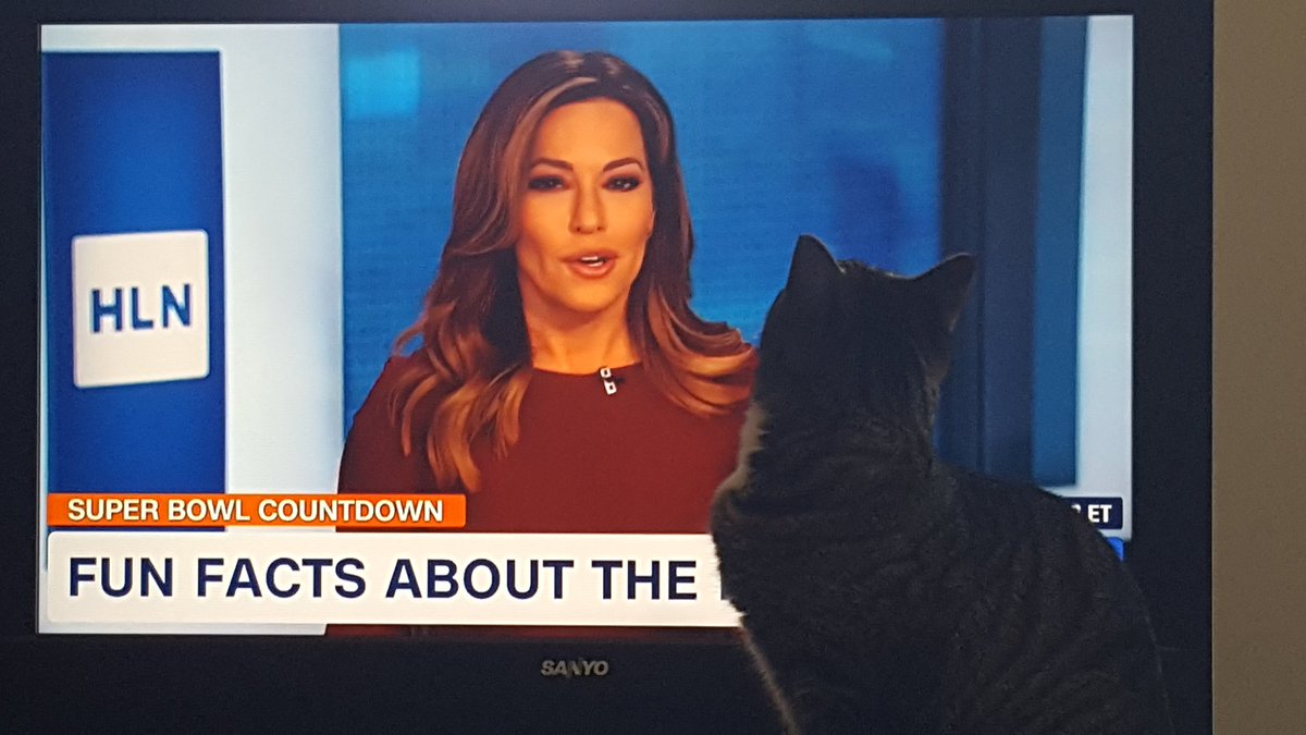 ThomasDBradley's tweet photo. So my kitty Sarah is very informed by @RobinMeade this morning @HLNTV @MorningExp. #CatsOfTwitter #MorningEXP https://t.co/BCSpxYqnLy