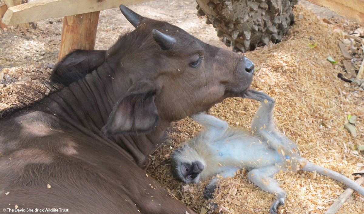 It's time for an afternoon siesta! Orphaned vervet monkey ZumZum is inseparable from his friend, buffalo Konambaya. Though it might look like an unusual friendship, these 2 were orphaned at a young age &amp; are being hand raised by our partners at Lamu Conservation Trust