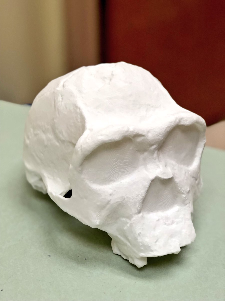 cknopick's tweet photo. New addition to our #ATBio collection: Homo erectus, existed between 140,000 and 1.9 mya. Was the first archaic human to use fire and hand axes. https://t.co/kBp5dBpaYM