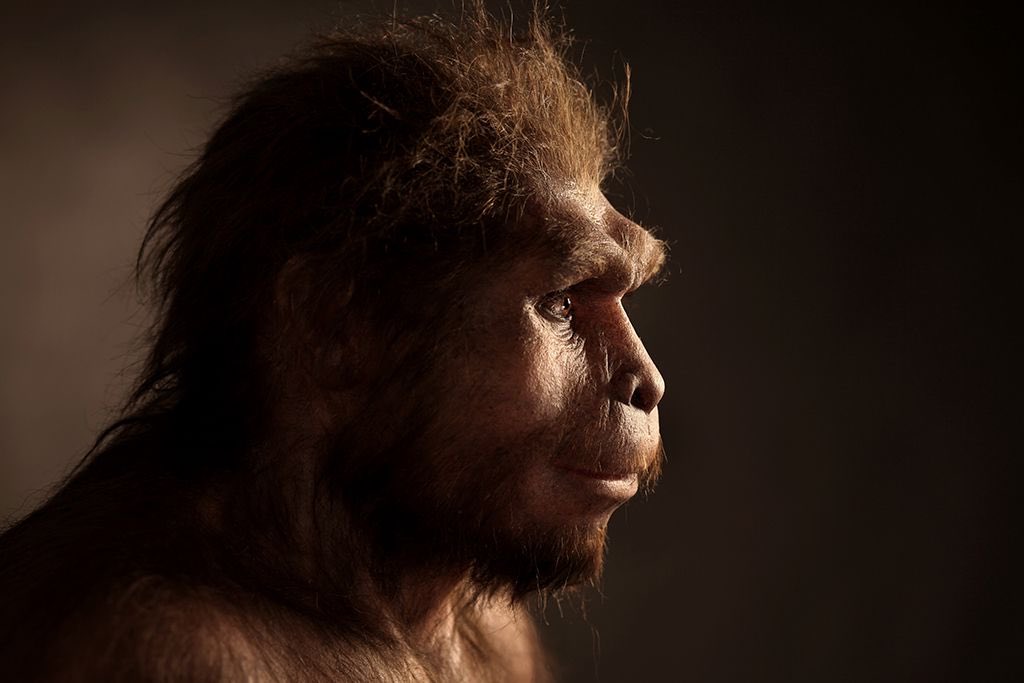 cknopick's tweet photo. New addition to our #ATBio collection: Homo erectus, existed between 140,000 and 1.9 mya. Was the first archaic human to use fire and hand axes. https://t.co/kBp5dBpaYM