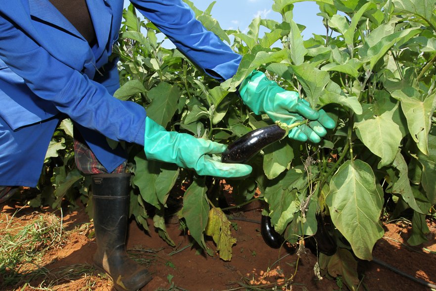 NEPAD_Agency's tweet photo. Transforming #Agriculture in #Africa ➡️https://t.co/EirXMJGD48 #TheAfricaWeWant @NEPAD_Mayaki @FatiHassane @MwanjaSusan @wamboyamdjeu @hamadydiopgmai1 https://t.co/gt1gx7N519