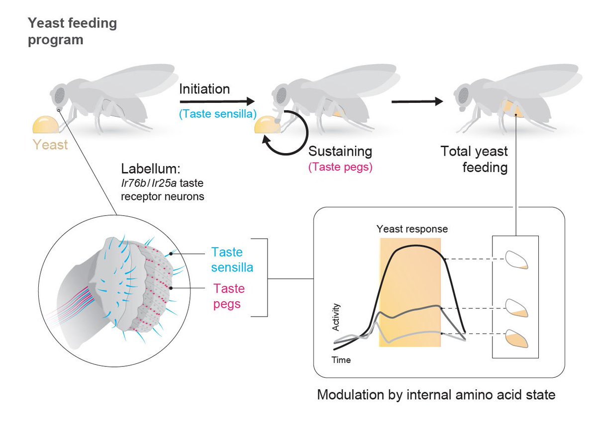 RibeiroCarlitos's tweet photo. Very proud to share our latest #nutrient #homeostasis paper on how protein #cravings are controlled by changes in #taste neurons in #Drosophila - we also describe the first function of taste pegs in feeding - sustaining yeast feeding - now in @eLife https://t.co/l8YnWb9OPc https://t.co/T4CBb5W6Ds
