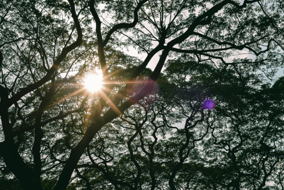 jazireedc's tweet photo. concept: morning/evening walks along the acad oval, genuinely marveling at the life you've spent in this place, and remembering all sorts of memories – the good, the bad, and everything in between https://t.co/YMZY3M9Wwi