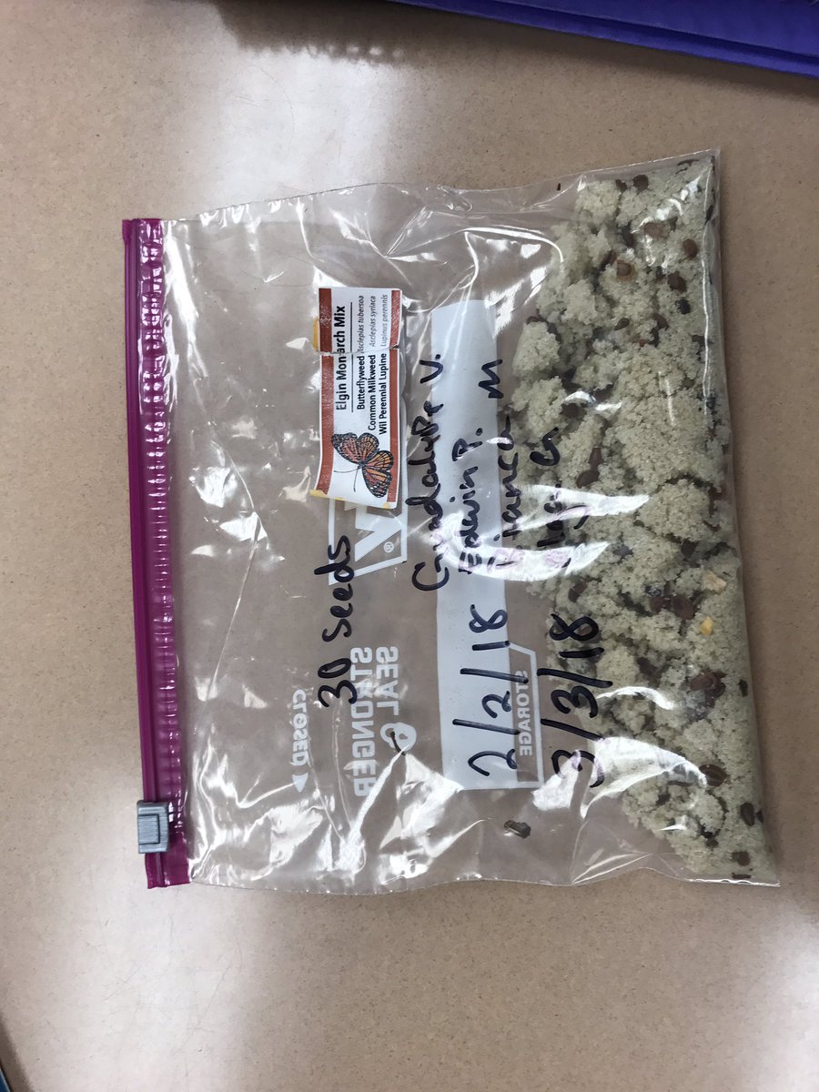 MonarchPollina1's tweet photo. Guadalupe is preparing milkweed seeds for cold stratification. The seeds will be in the refrigerator for 30 days in a mix of wet sand. #MortonPride https://t.co/VWyqVIavwG